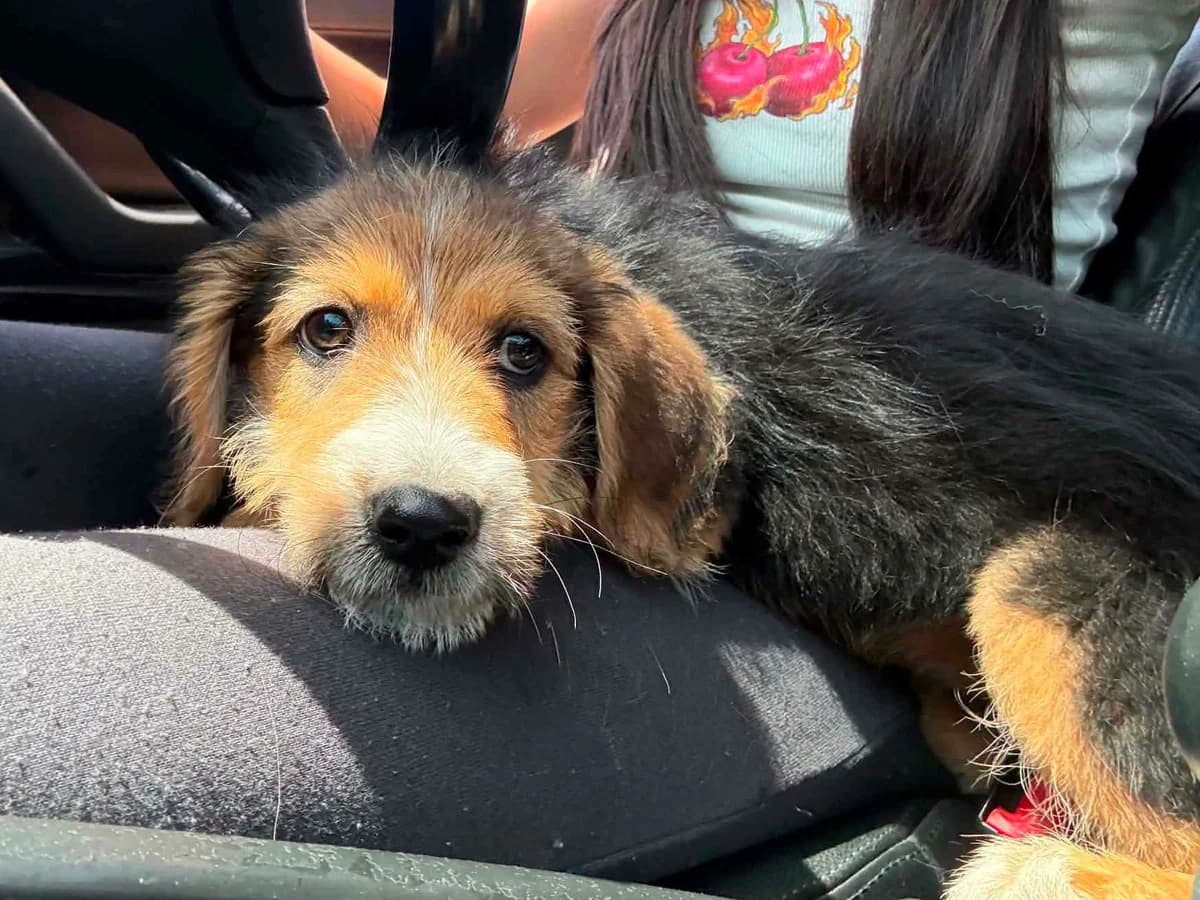 Akeeva, female puppy Mixed Breed for adoption at Tierrettung International e.V.