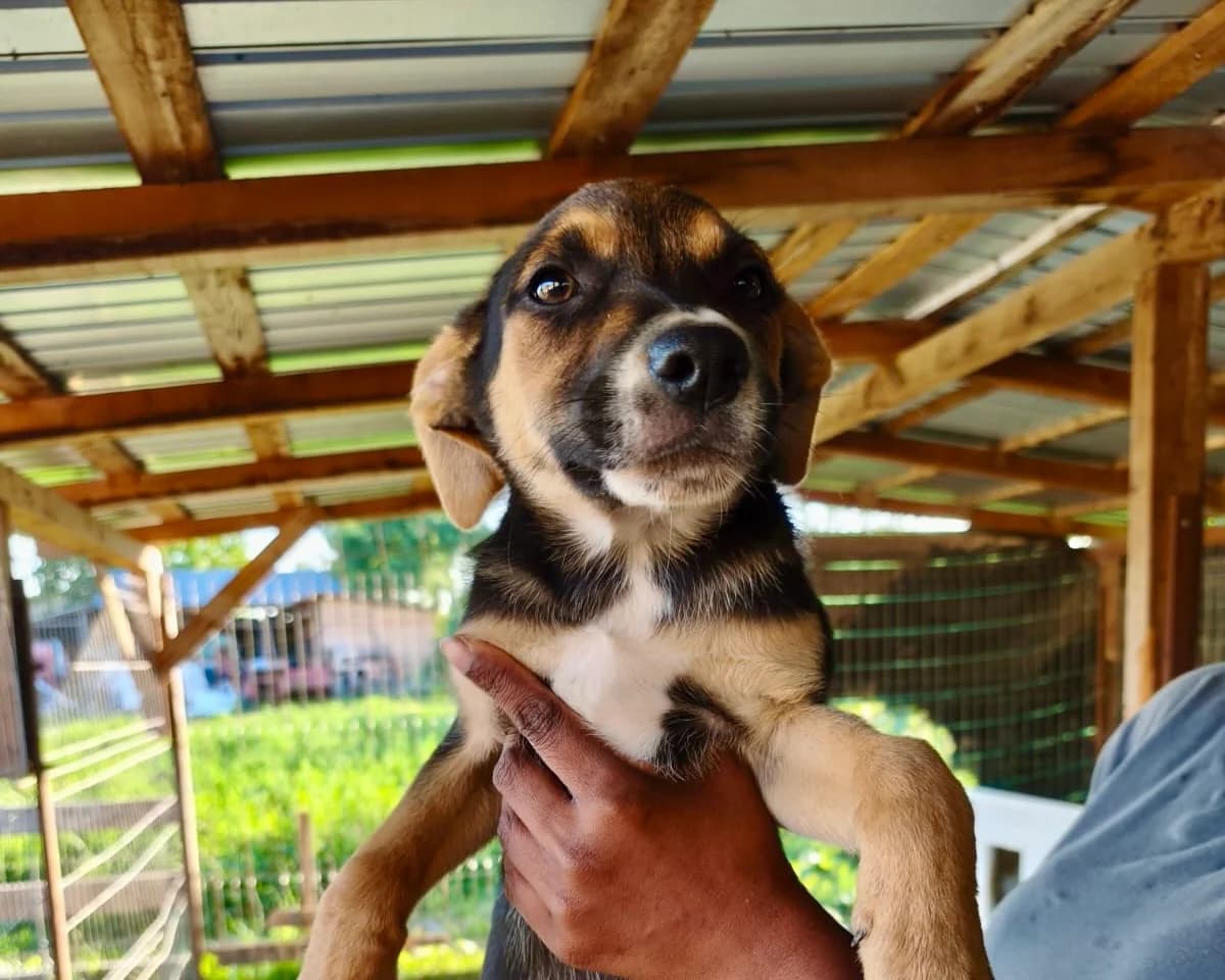 Hera, female puppy Mixed Breed for adoption at Tierrettung International e.V.