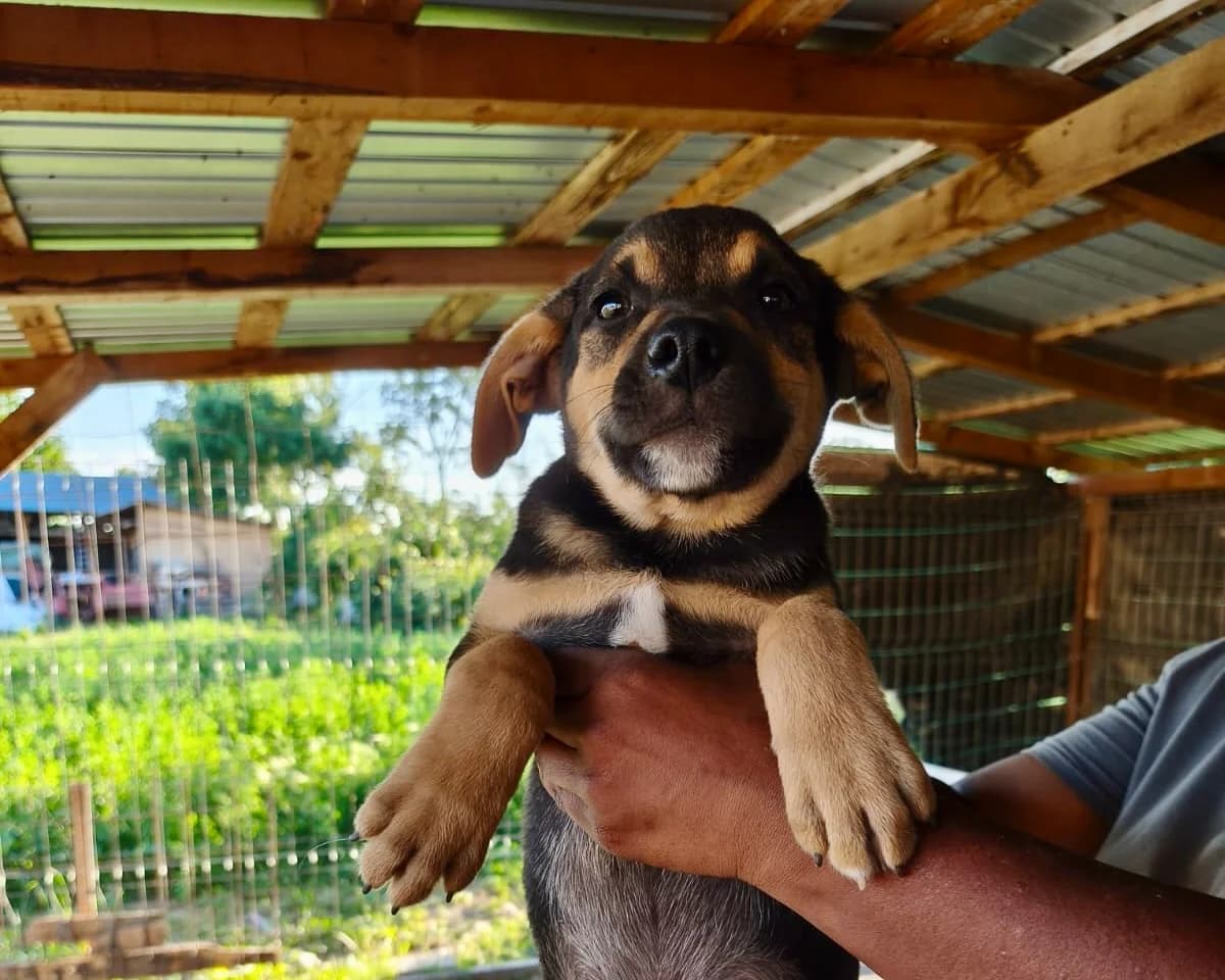 Hermes, male puppy Mixed Breed for adoption at Tierrettung International e.V.