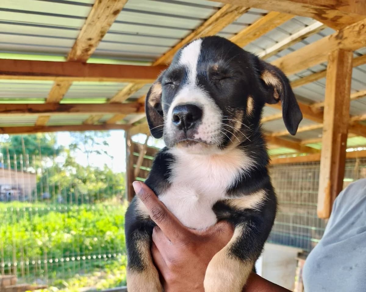 Hestia, female puppy Mixed Breed for adoption at Tierrettung International e.V.