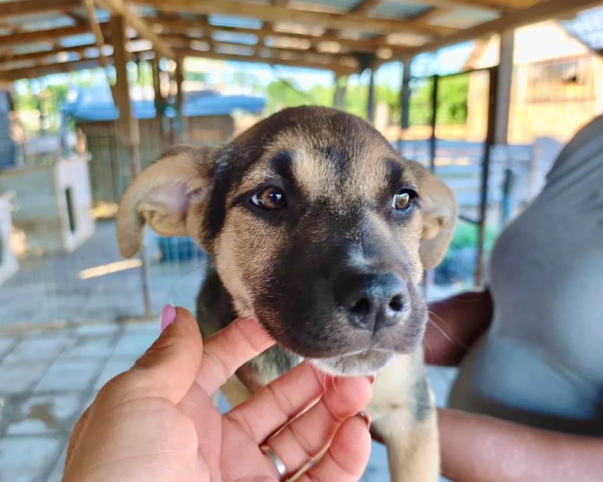 Iris, female puppy Mixed Breed for adoption at Tierrettung International e.V.
