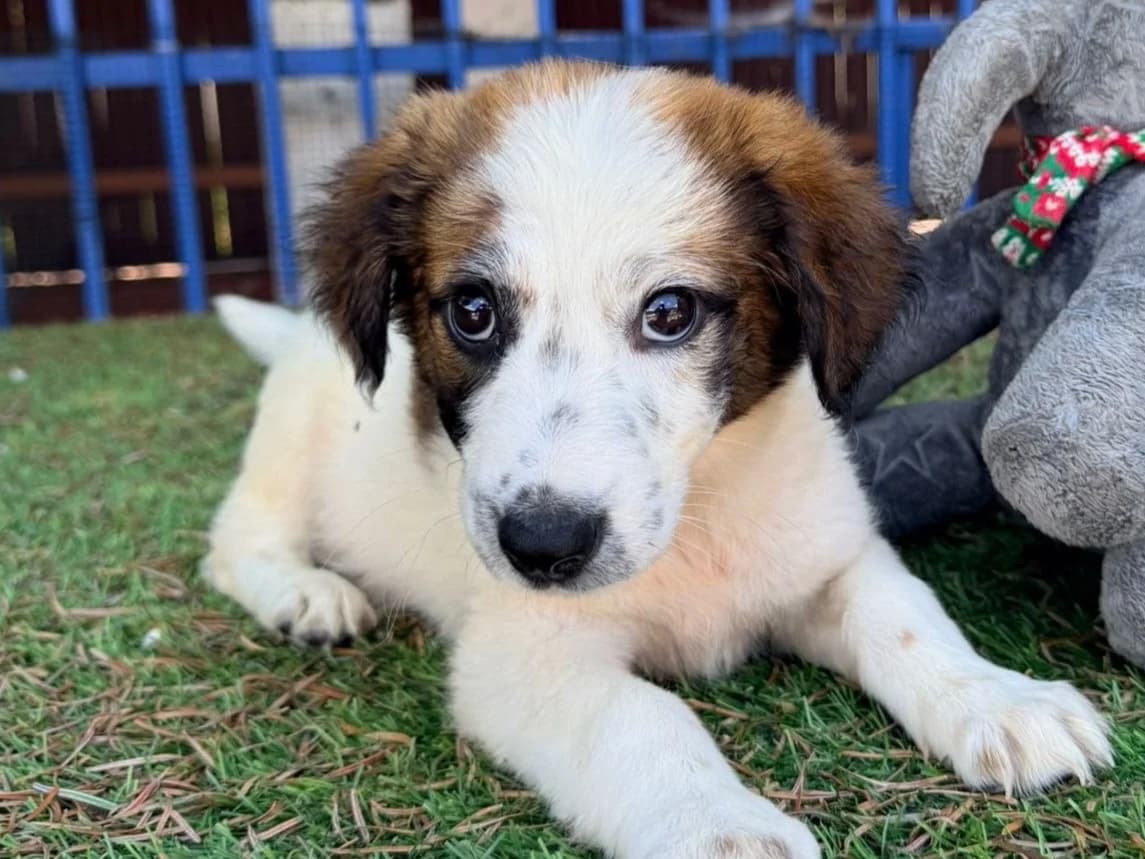 Seby, male puppy Mixed Breed for adoption at Tierrettung International e.V.