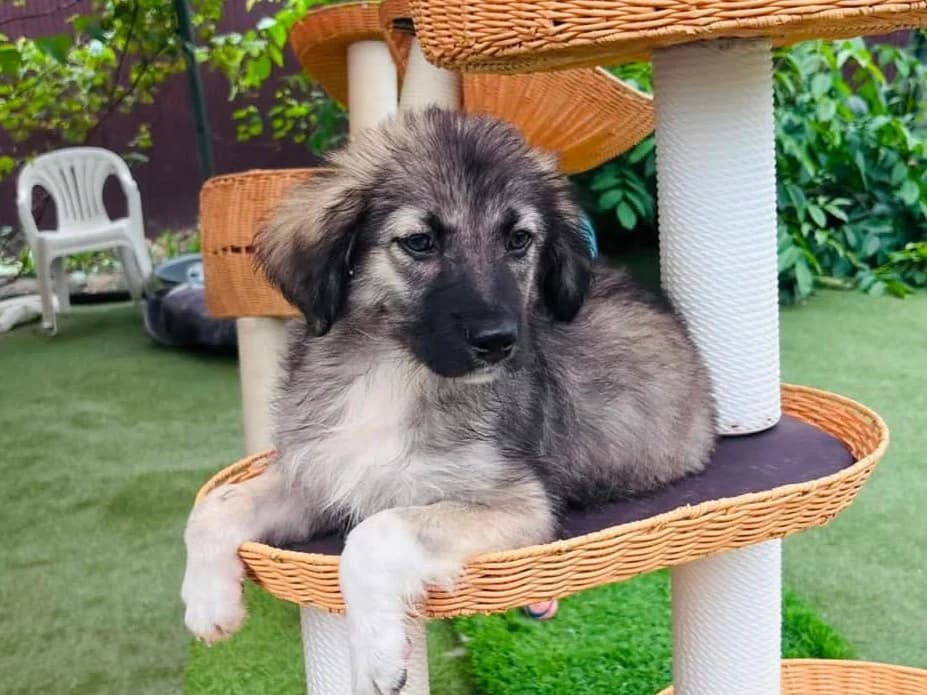 Finy, male puppy Mixed Breed for adoption at Tierrettung International e.V.