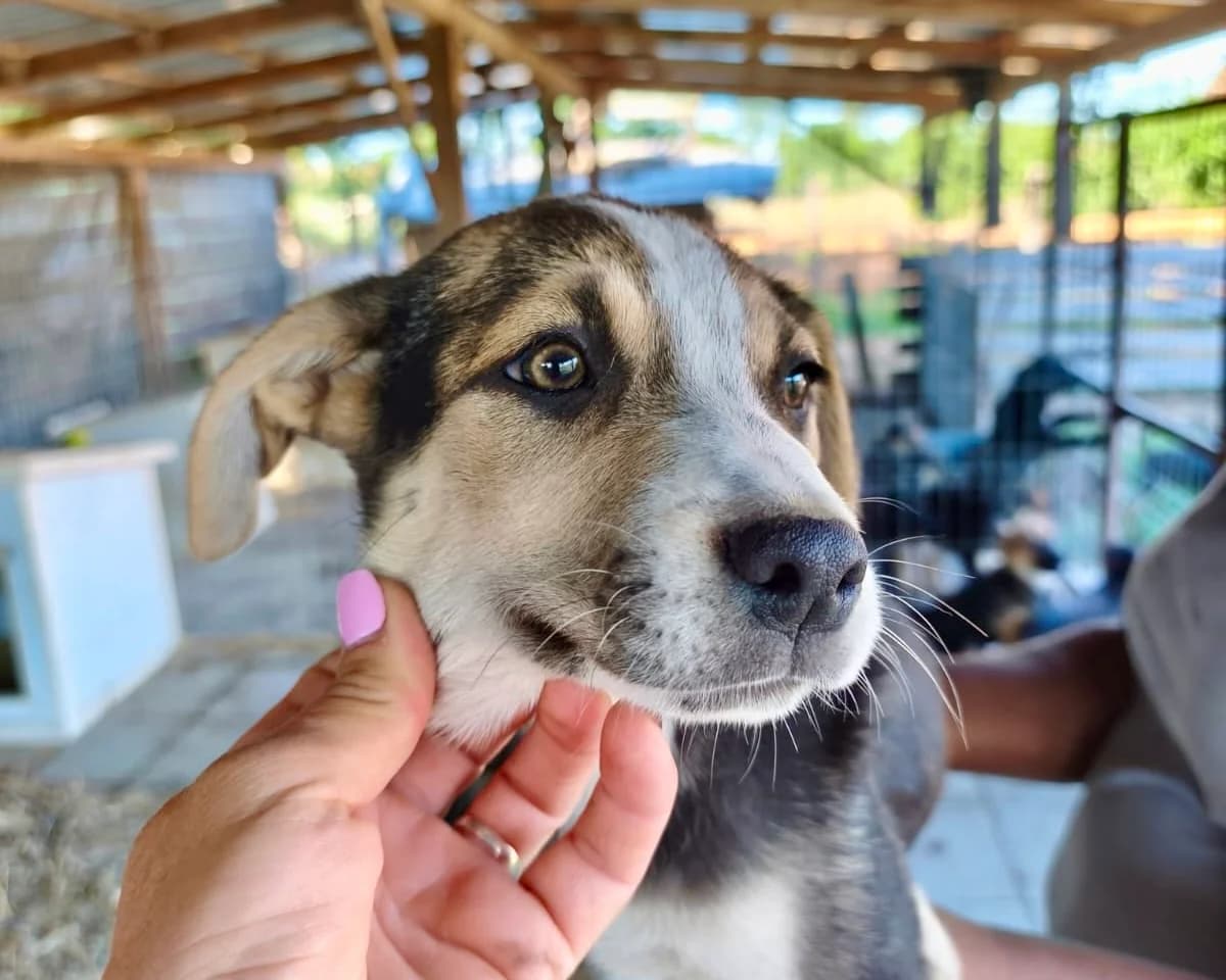 Nyx, female puppy Mixed Breed for adoption at Tierrettung International e.V.