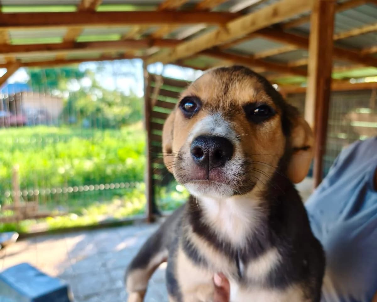 Zeus, male puppy Mixed Breed for adoption at Tierrettung International e.V.