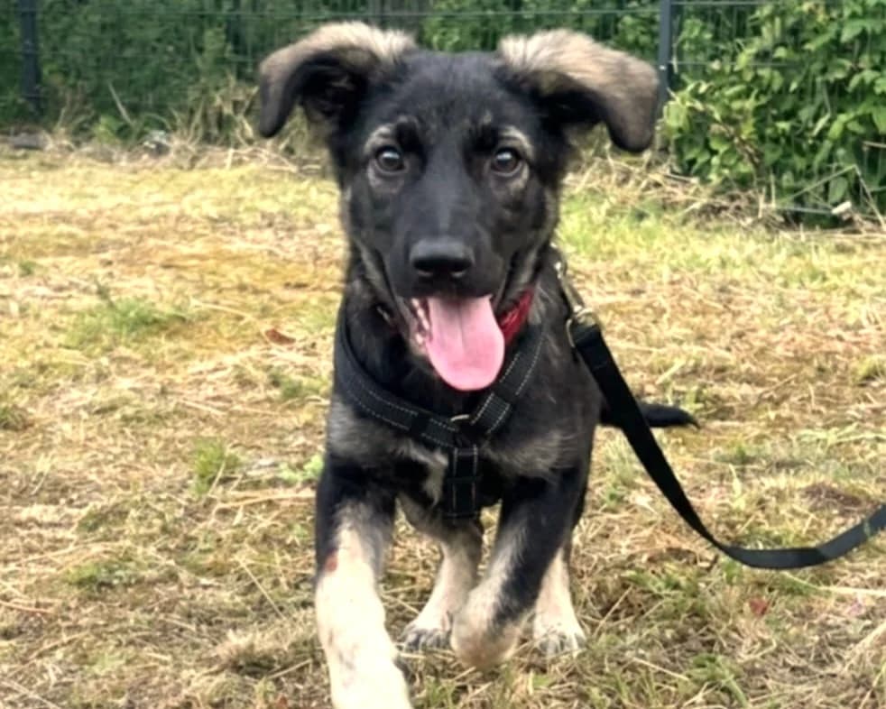 Kyra – PLZ 58313, female young Mixed Breed for adoption at Tierrettung International e.V.