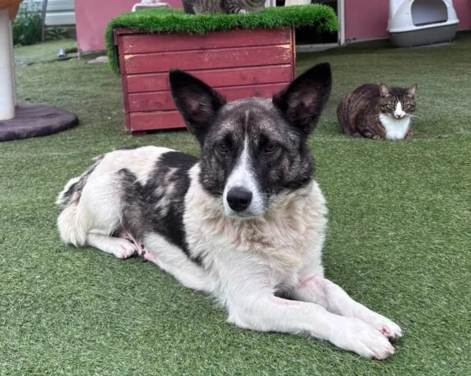 Orea, female 5yo Mixed Breed for adoption at Tierrettung International e.V.