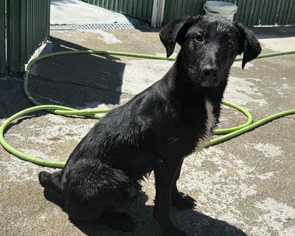 Jamal, male puppy Mixed Breed for adoption at Tierrettung International e.V.