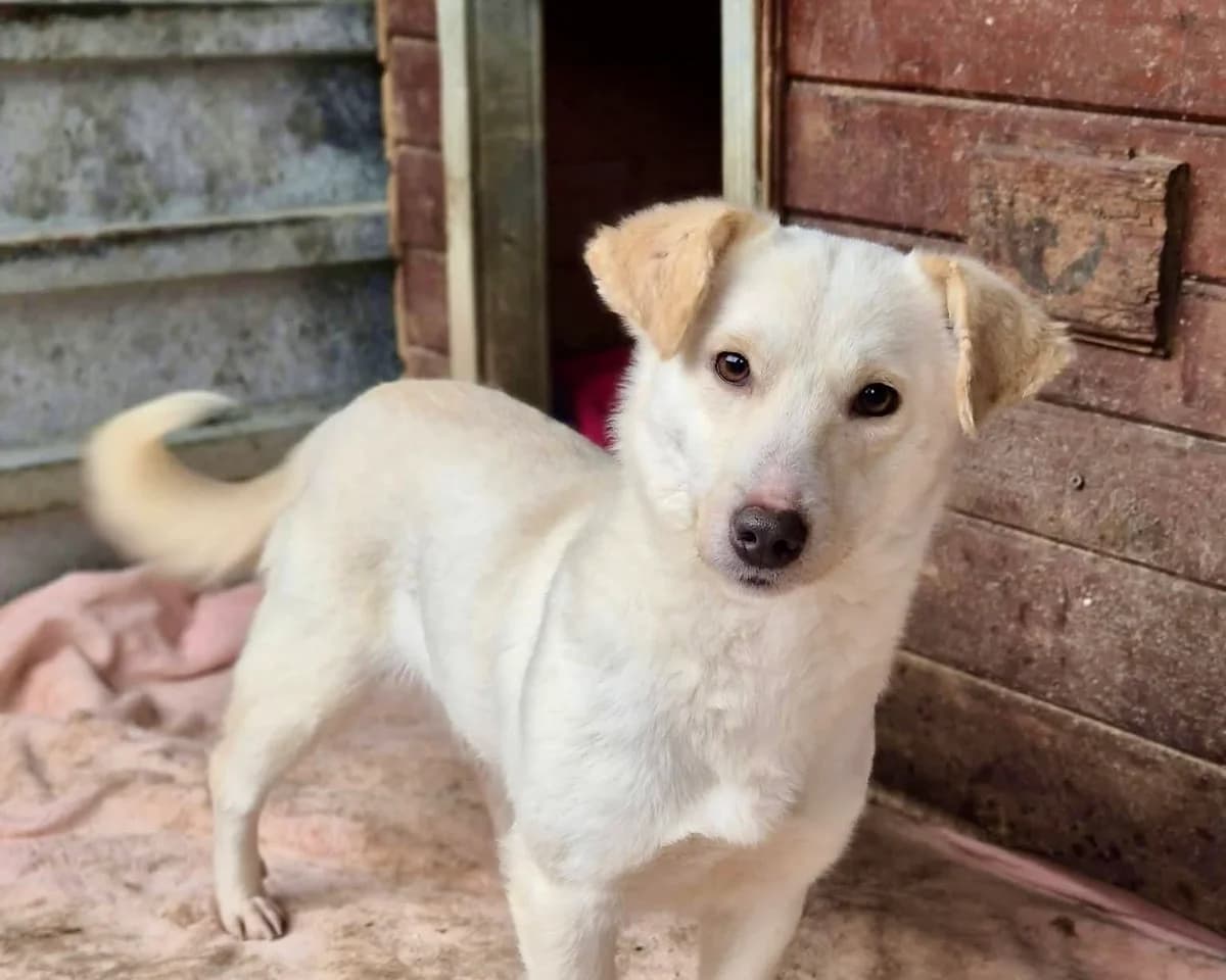 Sia, female 3yo Mixed Breed for adoption at Tierrettung International e.V.