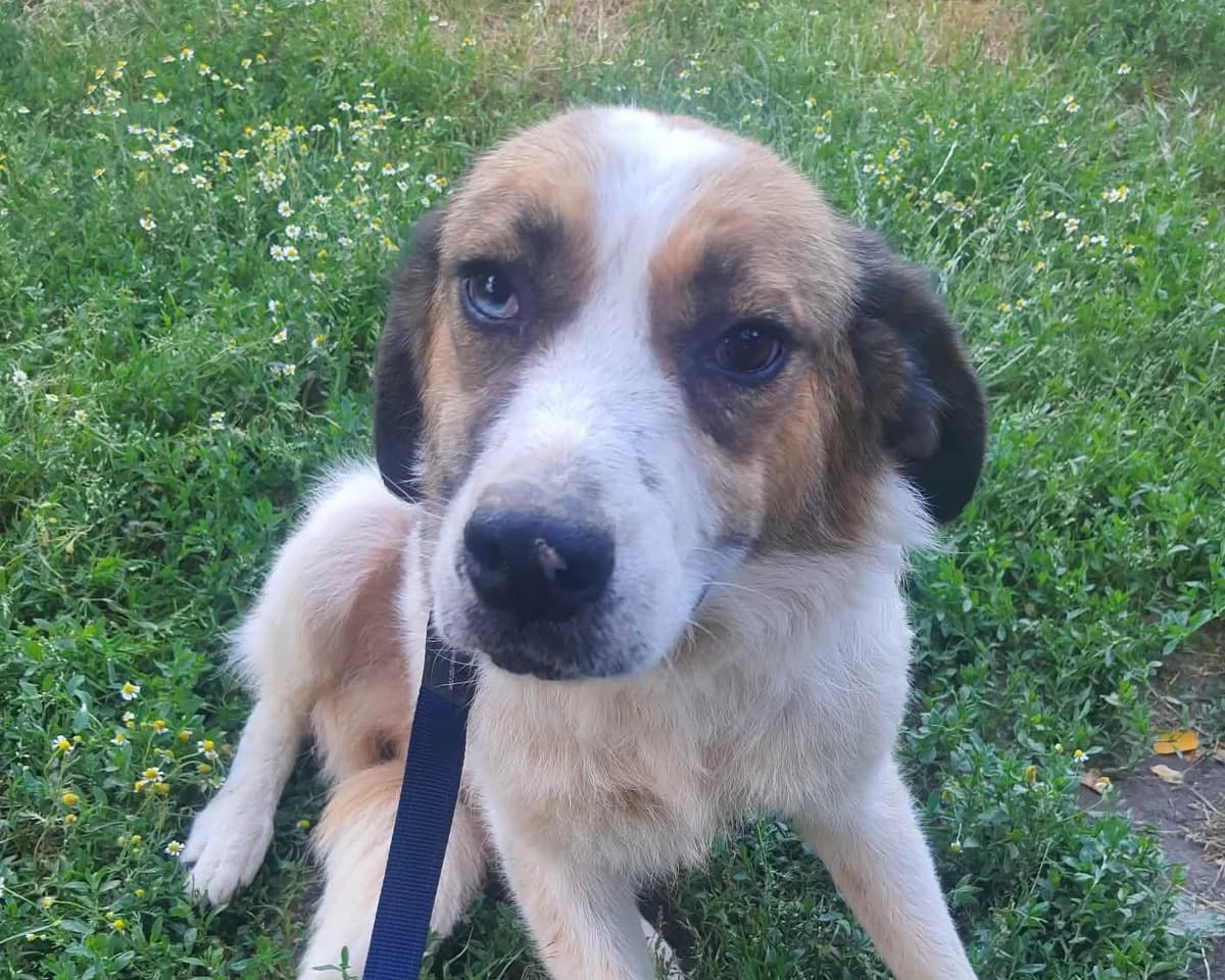 Jemma, female 6yo Mixed Breed for adoption at Tierrettung International e.V.