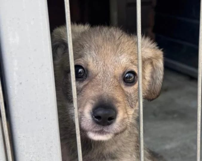 Cry, male puppy Mixed Breed for adoption at Tierrettung International e.V.