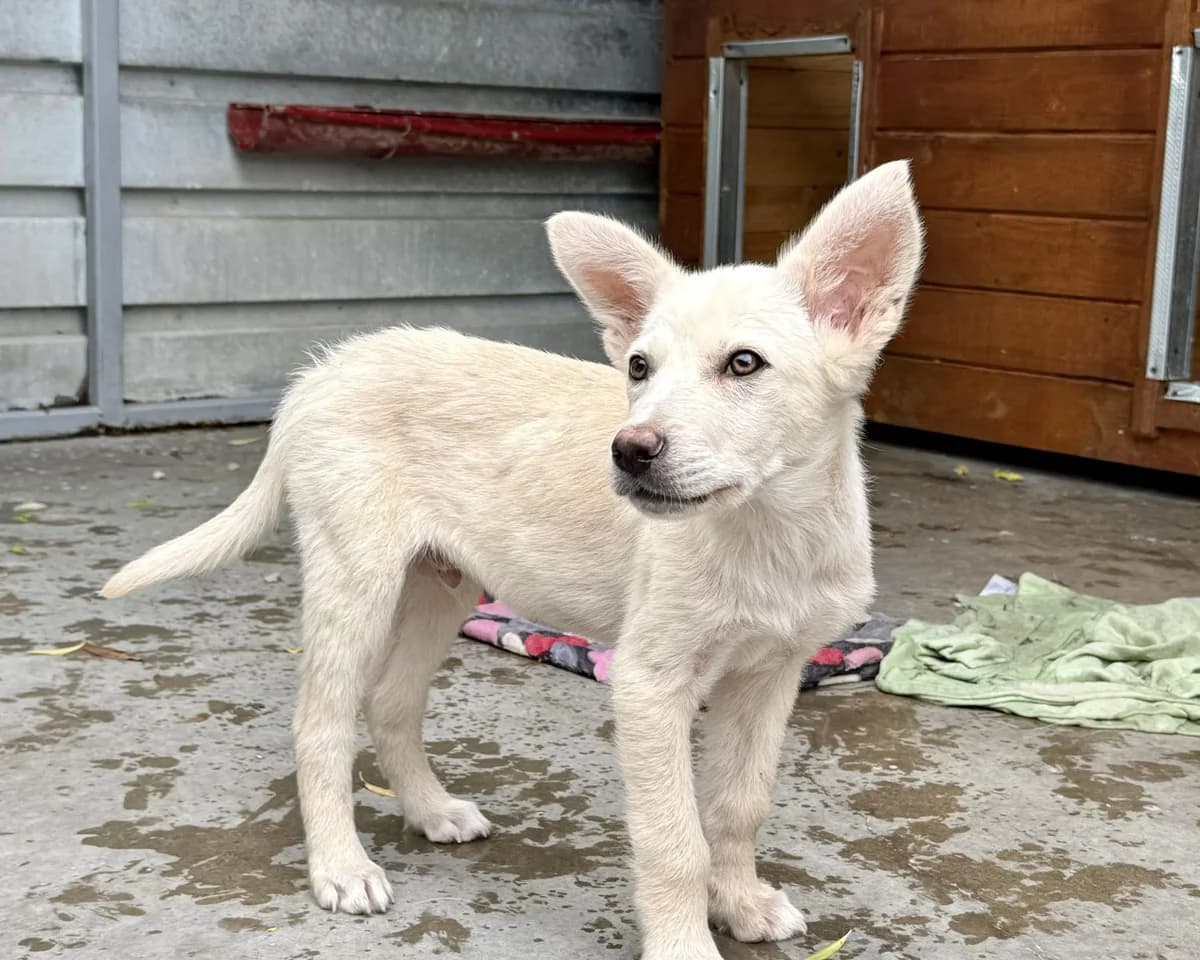 Shirley, female puppy Mixed Breed for adoption at Tierrettung International e.V.