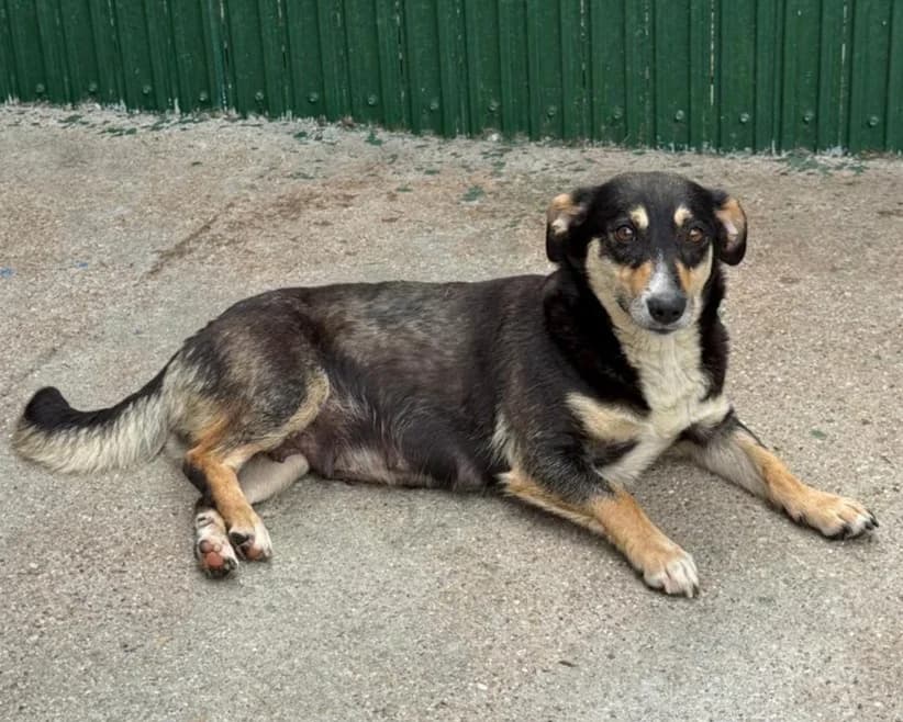 Tiara, female young Mixed Breed for adoption at Tierrettung International e.V.