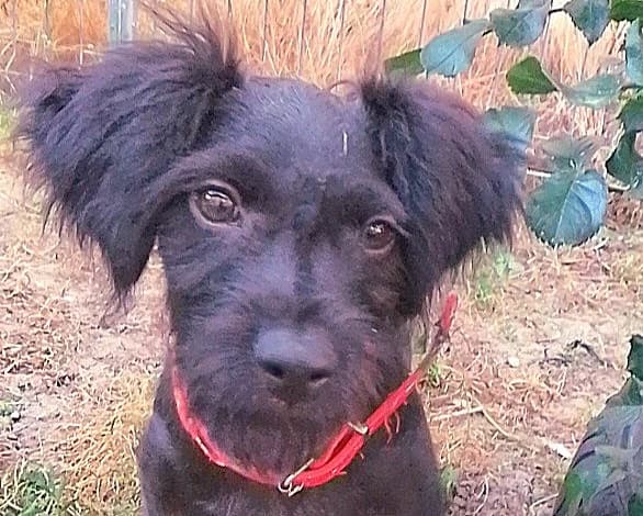 Priscilla, female puppy Mixed Breed for adoption at Tierrettung International e.V.