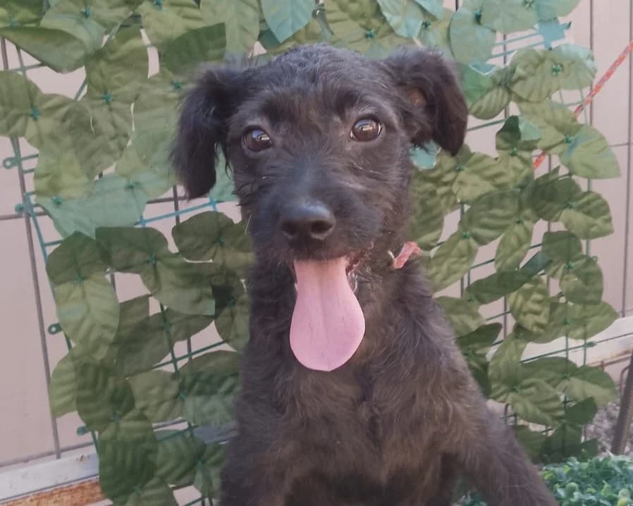 Bluna, female puppy Mixed Breed for adoption at Tierrettung International e.V.