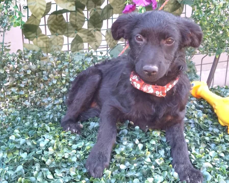 Bounty, female puppy Mixed Breed for adoption at Tierrettung International e.V.