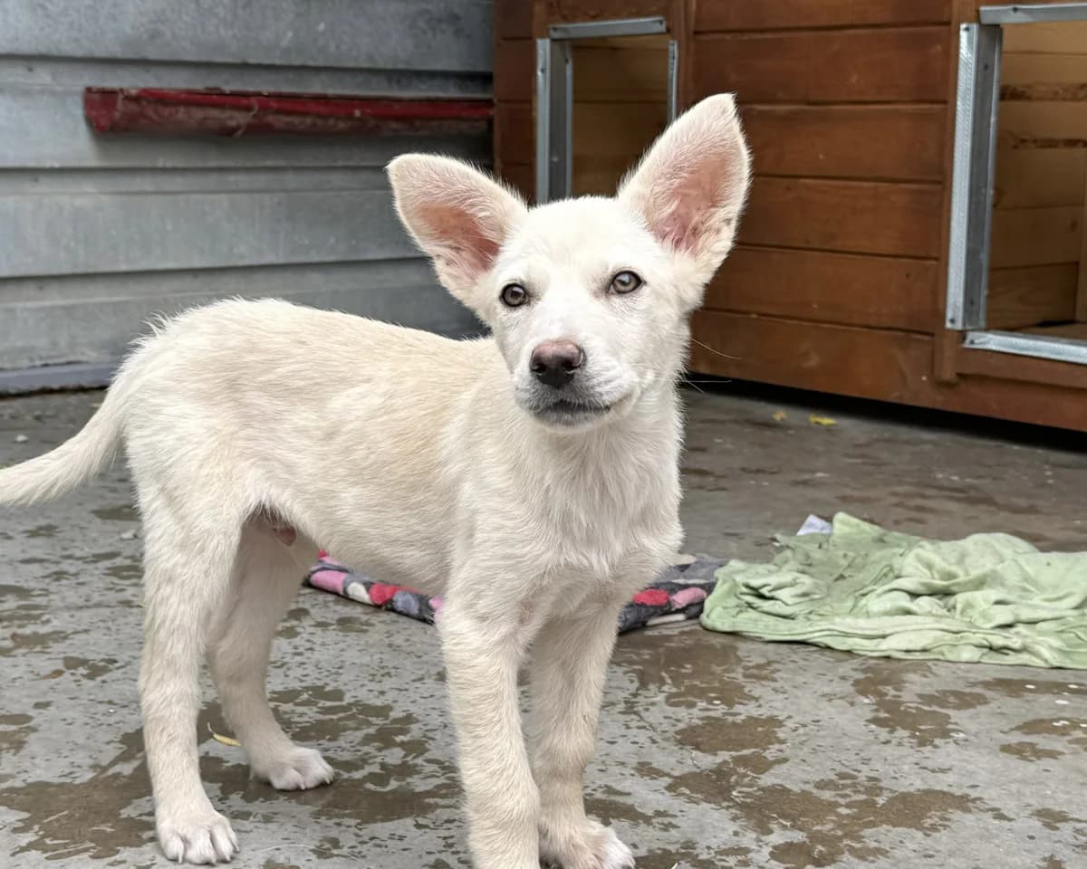 Carsten, male puppy Mixed Breed for adoption at Tierrettung International e.V.