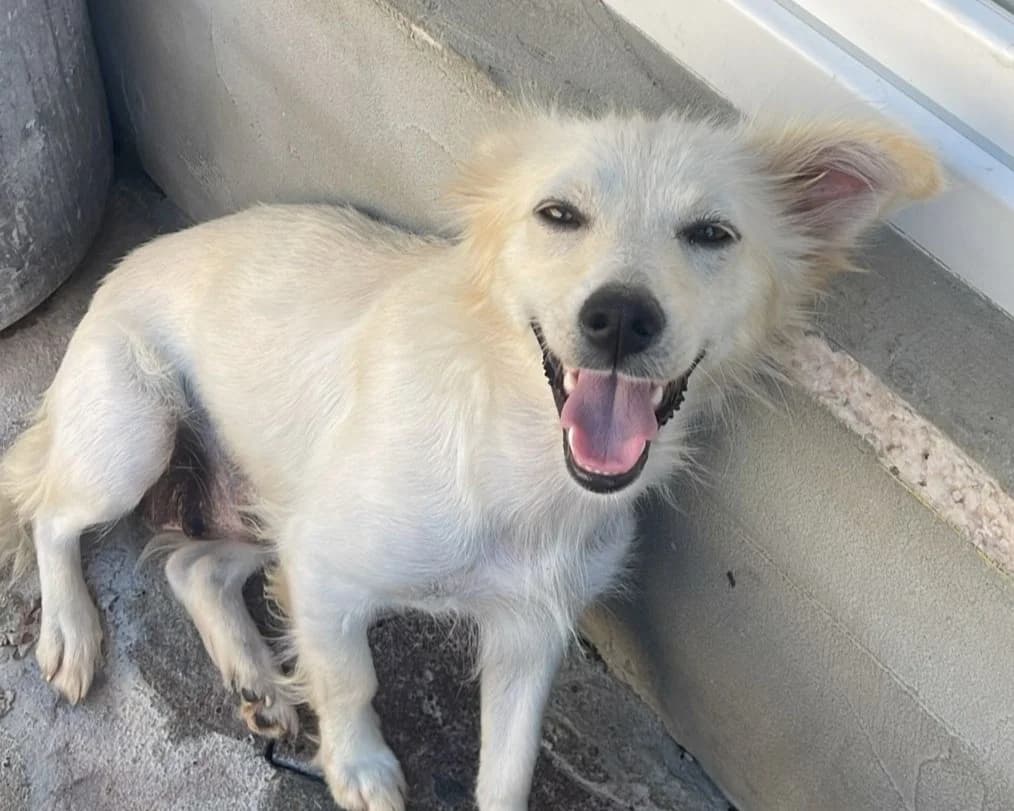 Gracie, female young Mixed Breed for adoption at Tierrettung International e.V.