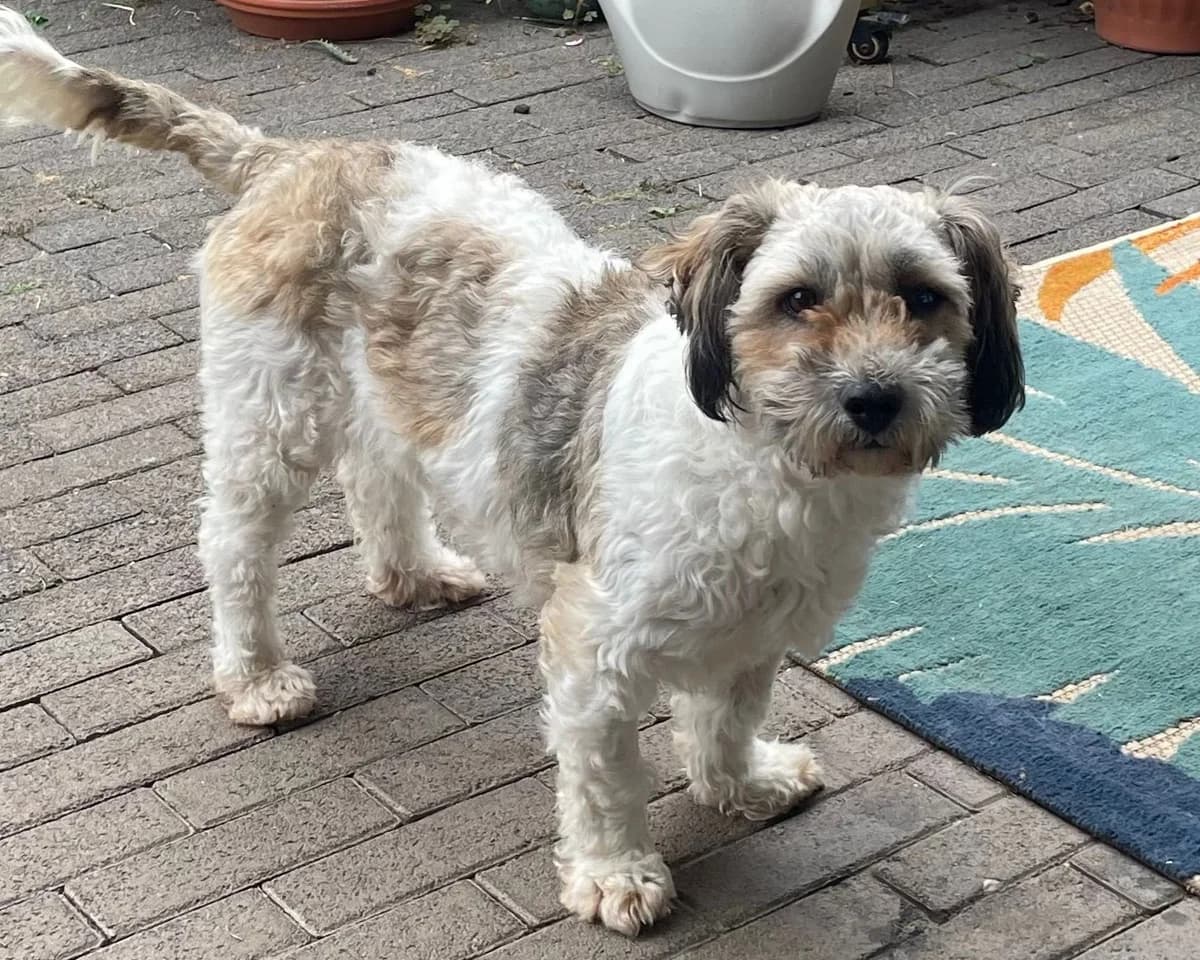 Fleur – PLZ 51063, female young Mixed Breed for adoption at Tierrettung International e.V.