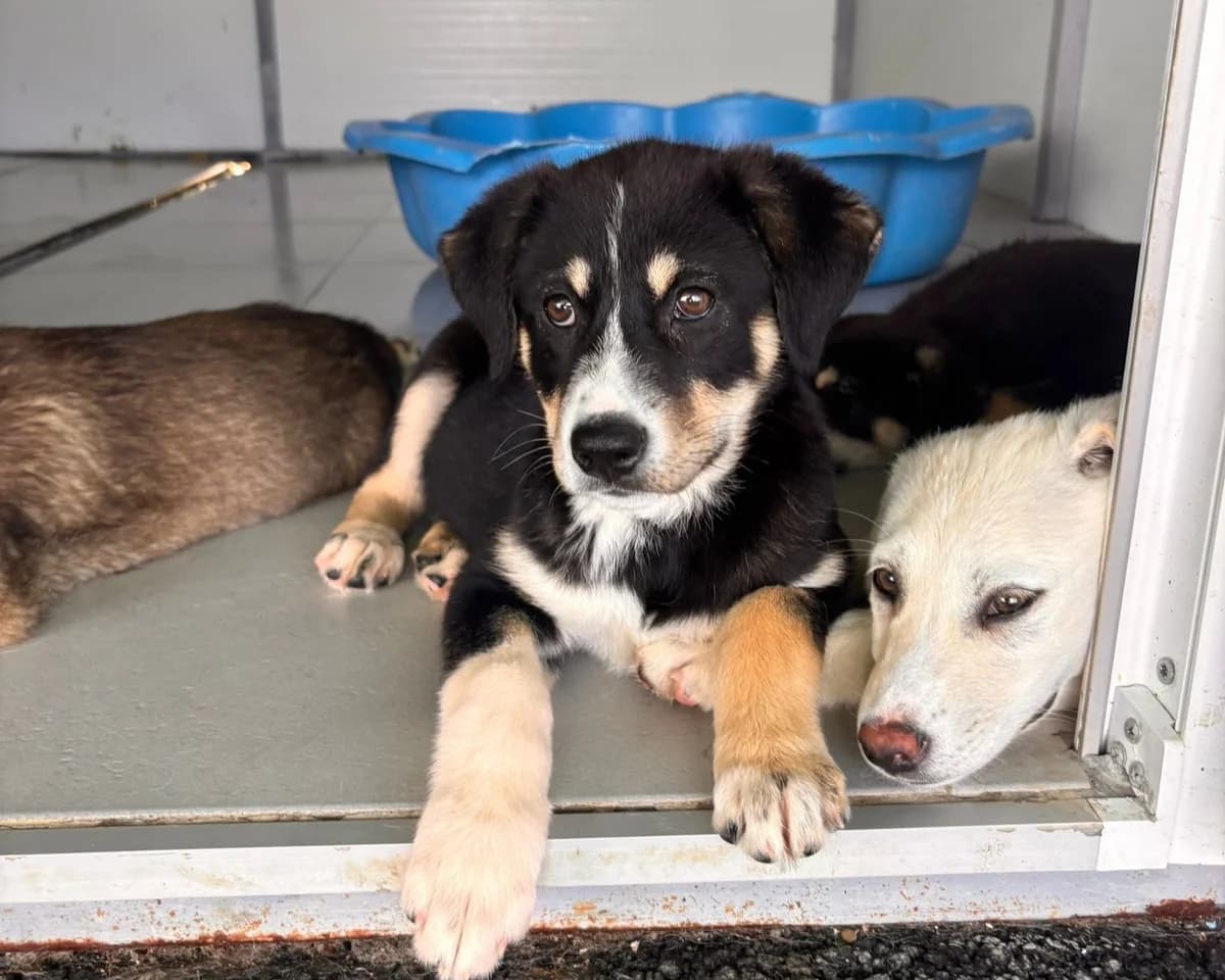 Babea, female puppy Mixed Breed for adoption at Tierrettung International e.V.