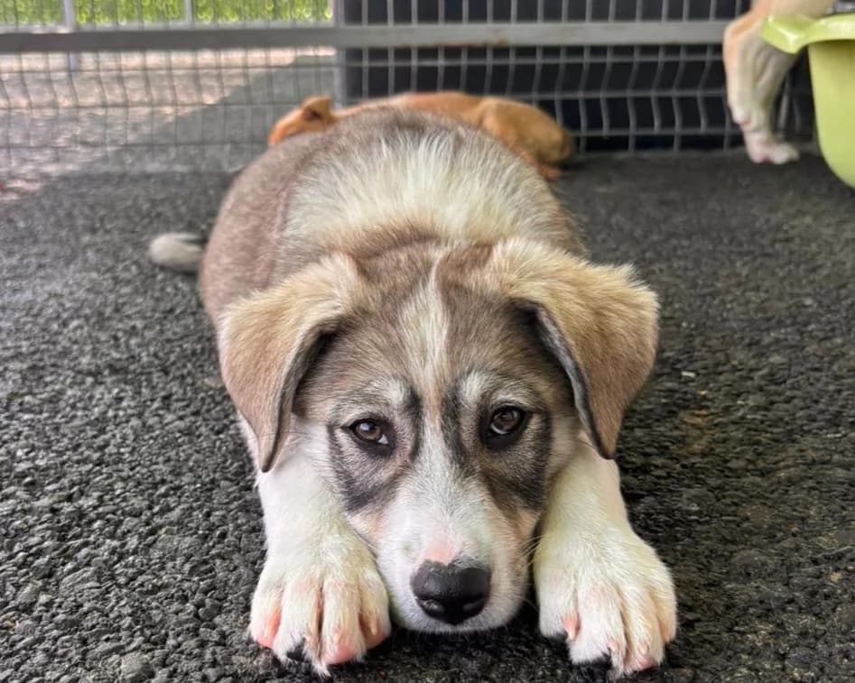 Bisu, female puppy Mixed Breed for adoption at Tierrettung International e.V.
