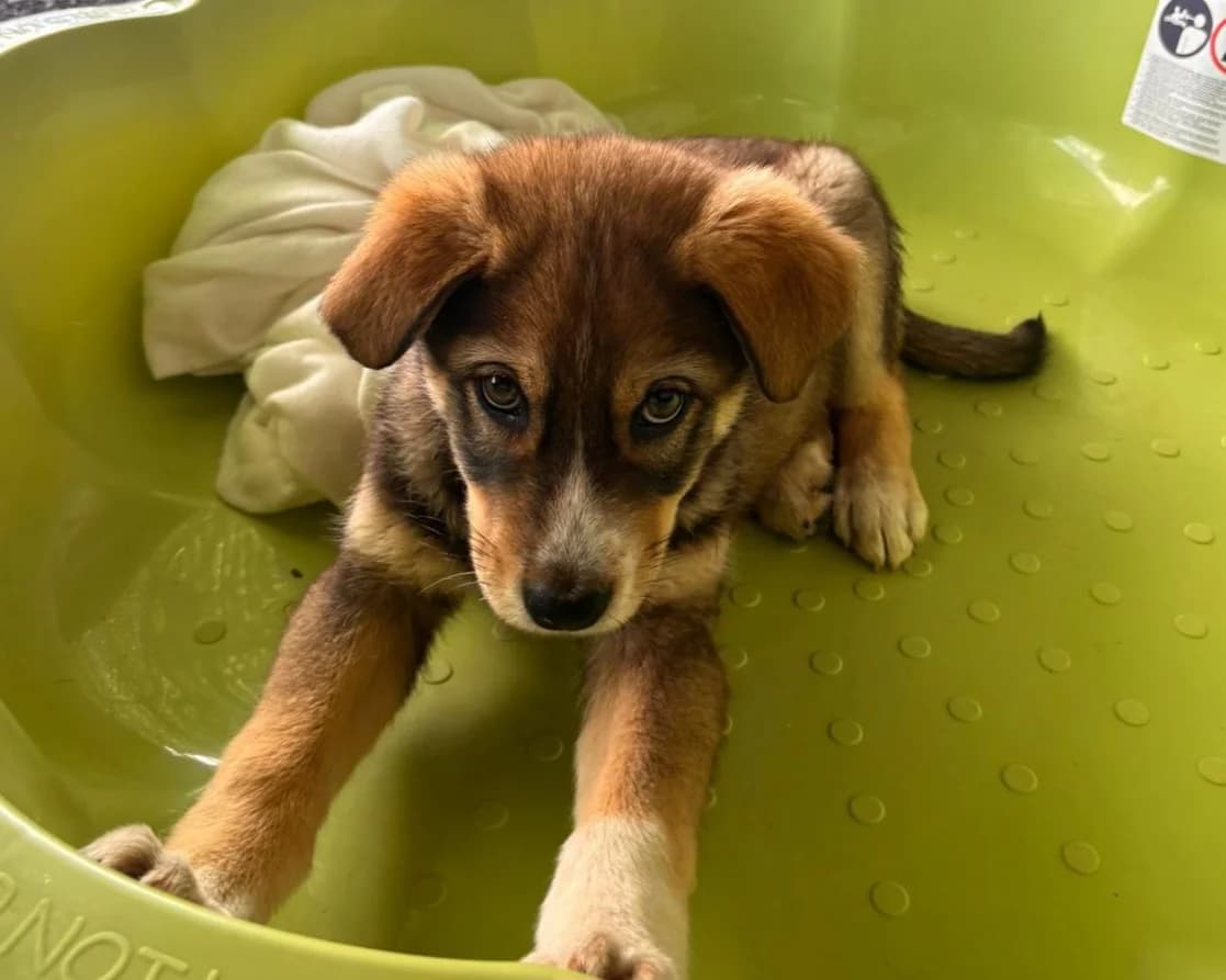 Bowie, male puppy Mixed Breed for adoption at Tierrettung International e.V.