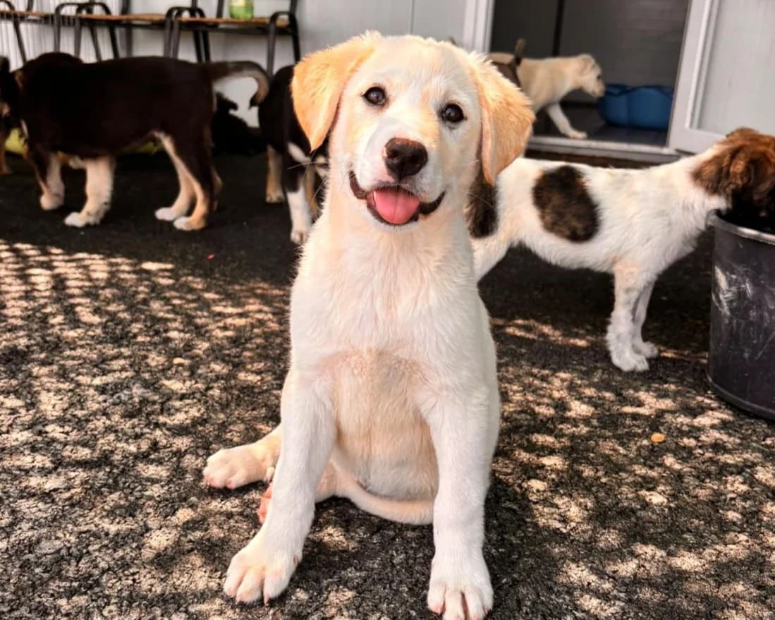 Bria, female puppy Mixed Breed for adoption at Tierrettung International e.V.