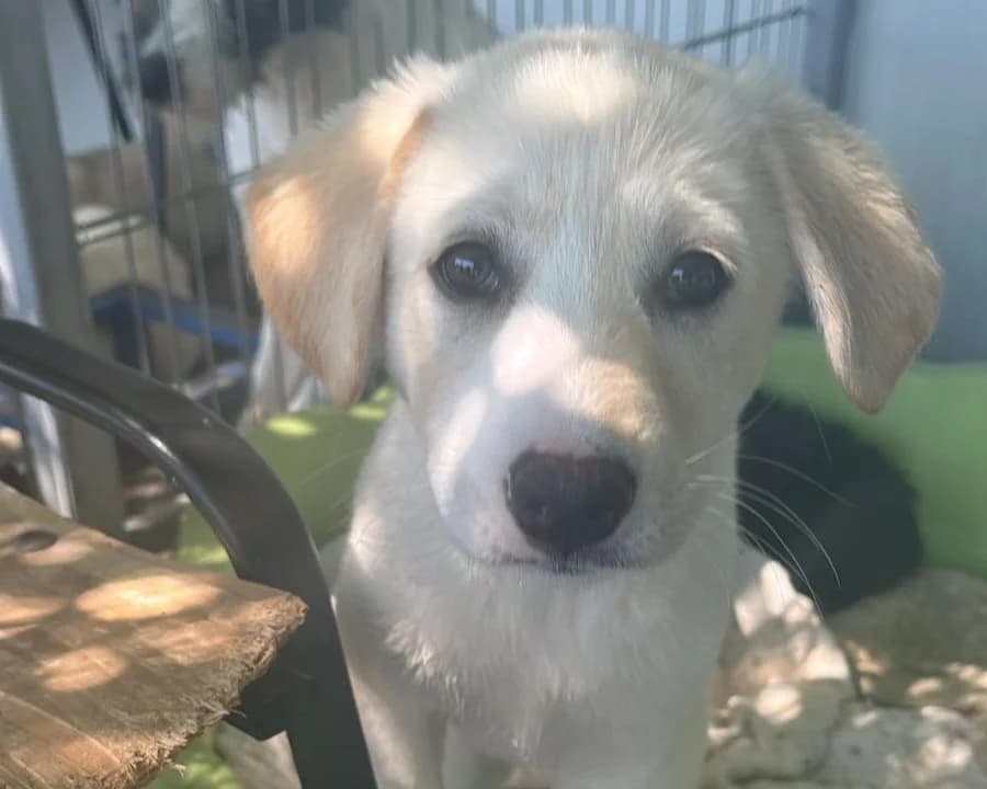 Briska, female puppy Mixed Breed for adoption at Tierrettung International e.V.