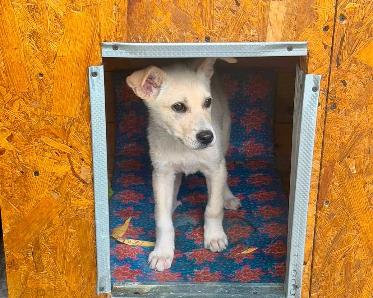 Big Boy, male puppy Mixed Breed for adoption at Tierrettung International e.V.