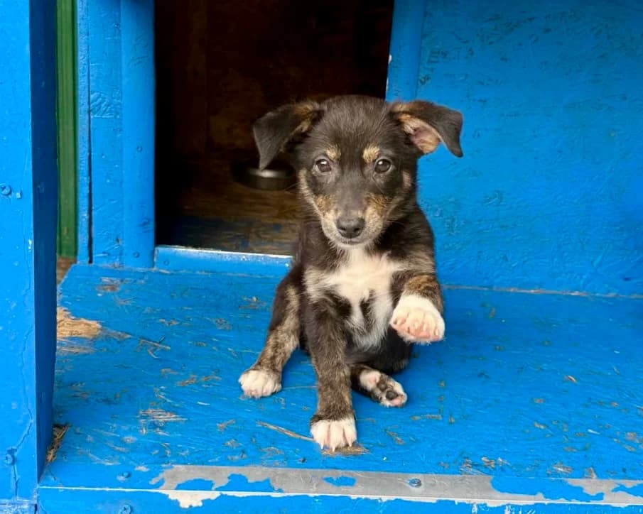 Tesia, female puppy Mixed Breed for adoption at Tierrettung International e.V.