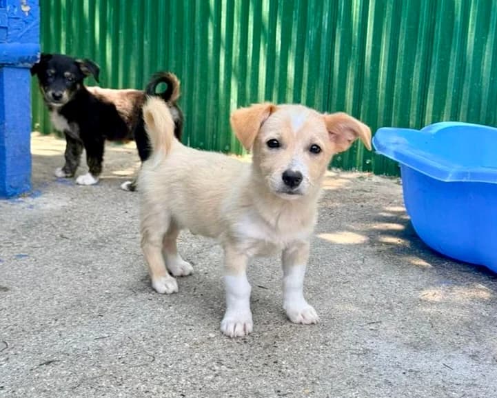 Tommy, male puppy Mixed Breed for adoption at Tierrettung International e.V.