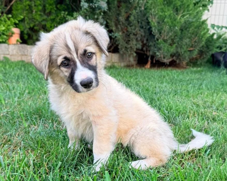 Corby, male puppy Mixed Breed for adoption at Tierrettung International e.V.