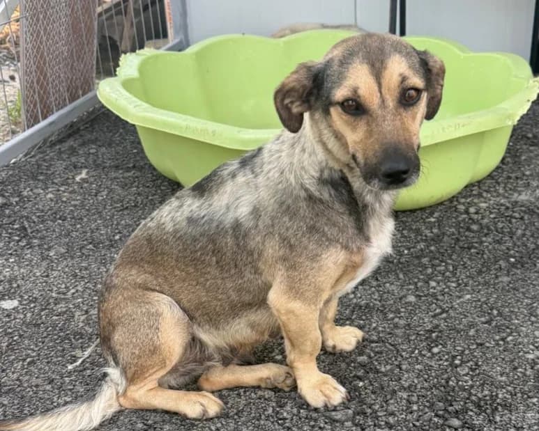 Camy, female young Mixed Breed for adoption at Tierrettung International e.V.