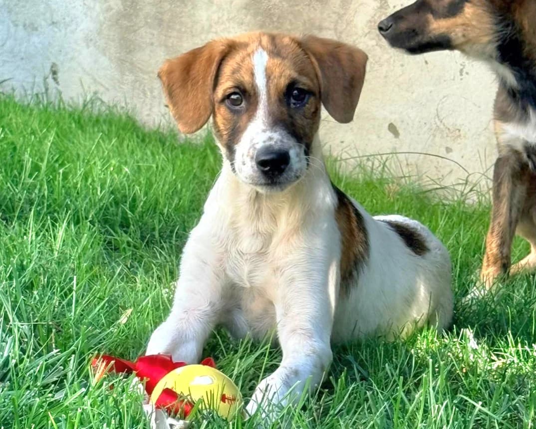 Lody, male puppy Mixed Breed for adoption at Tierrettung International e.V.