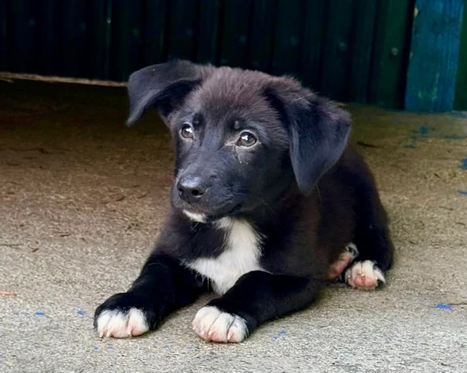 Tibo, male puppy Mixed Breed for adoption at Tierrettung International e.V.