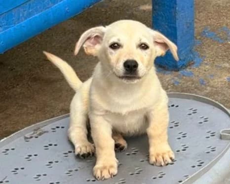 Tesco, male puppy Mixed Breed for adoption at Tierrettung International e.V.