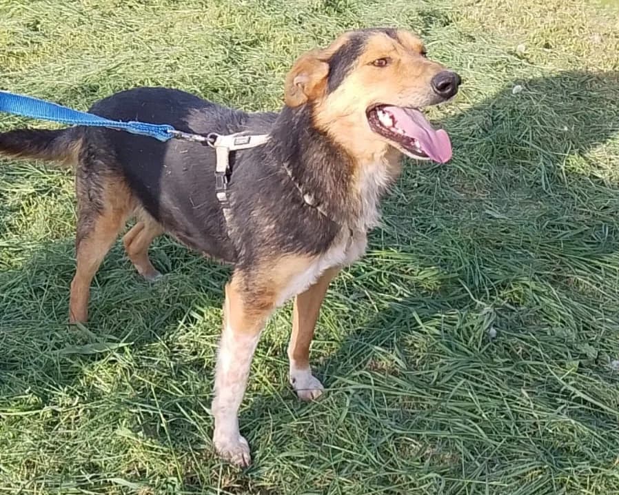 Deniro, male 4yo Mixed Breed for adoption at Tierrettung International e.V.