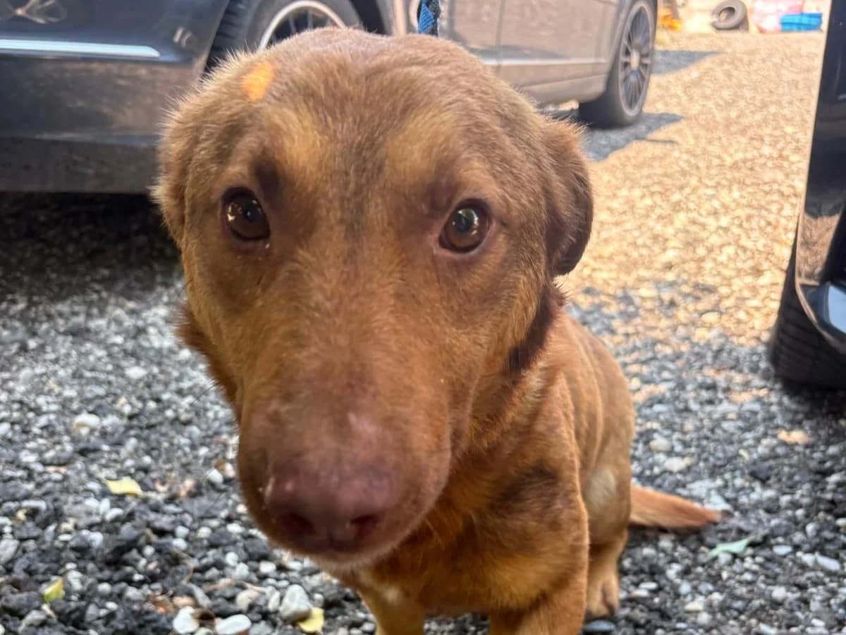 Atlas, male 6yo Mixed Breed for adoption at Tierrettung International e.V.