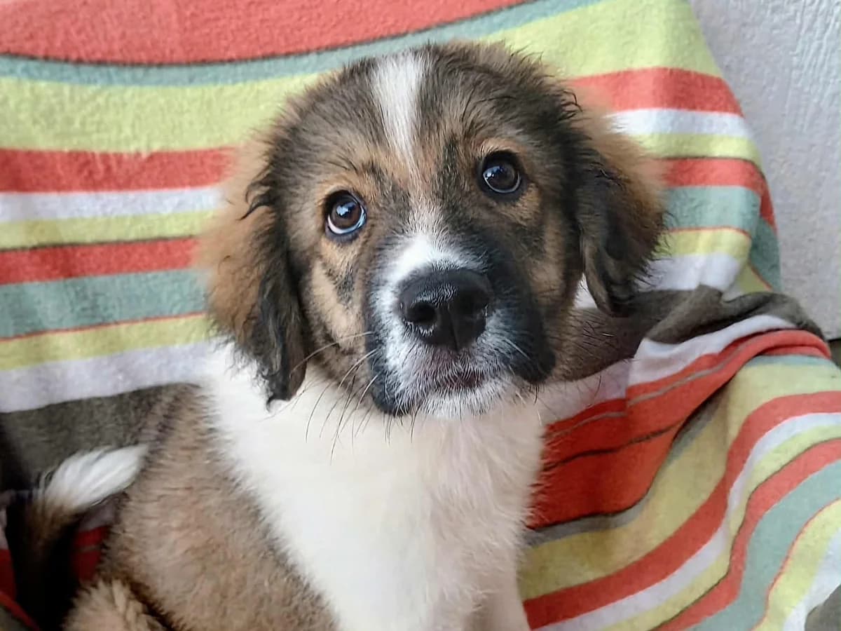 Brix, male puppy Mixed Breed for adoption at Tierrettung International e.V.