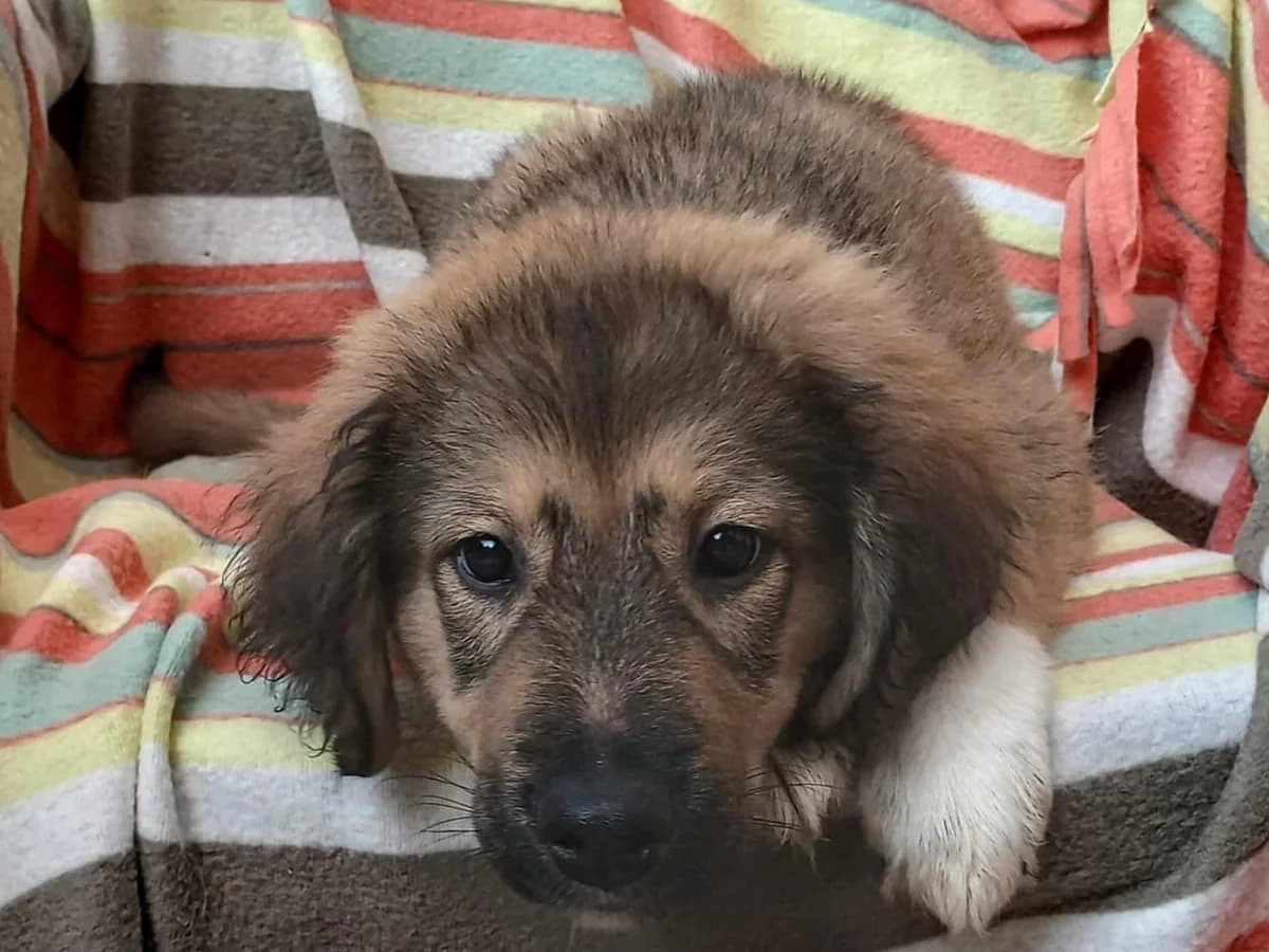Biene, female puppy Mixed Breed for adoption at Tierrettung International e.V.