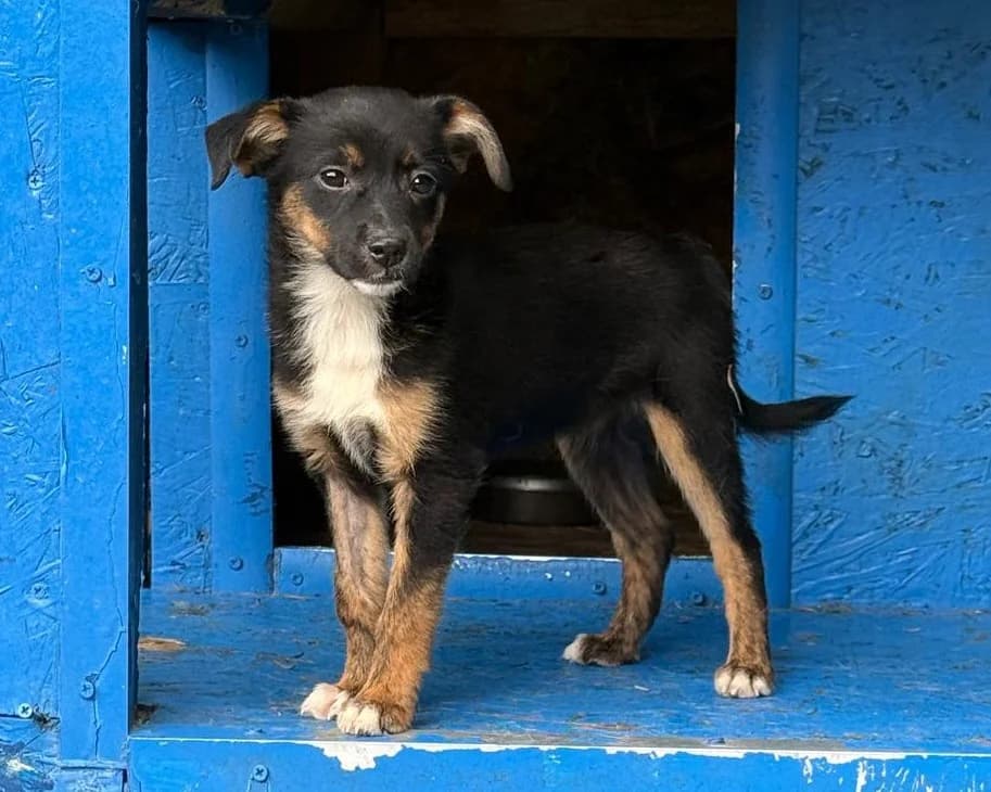 Tori, female puppy Mixed Breed for adoption at Tierrettung International e.V.