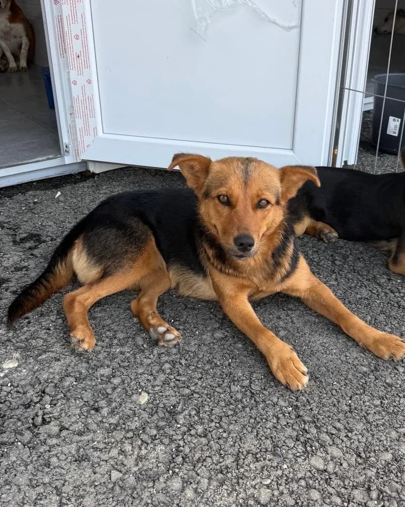 Via, female young Mixed Breed for adoption at Tierrettung International e.V.