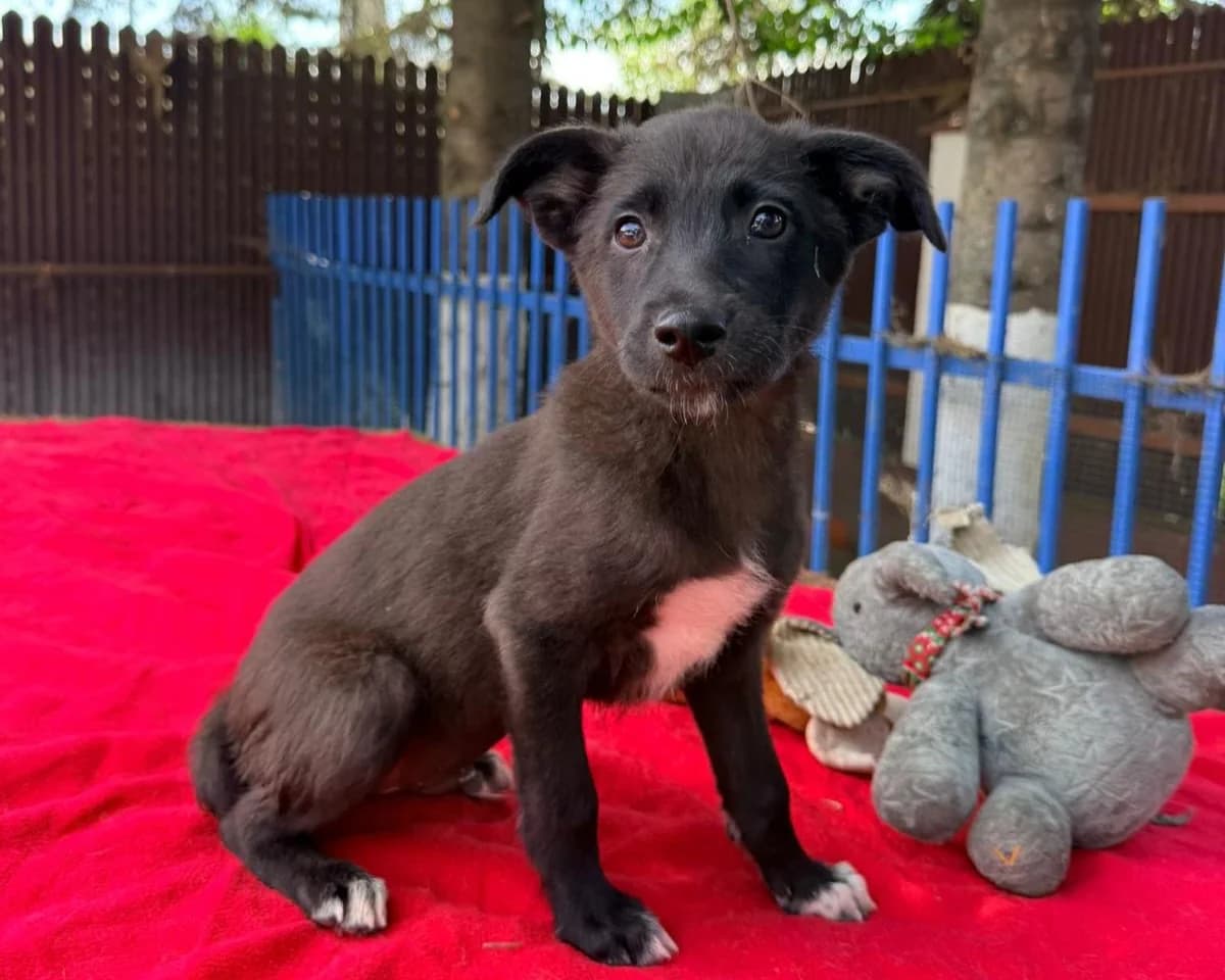 Ulfi, male puppy Mixed Breed for adoption at Tierrettung International e.V.
