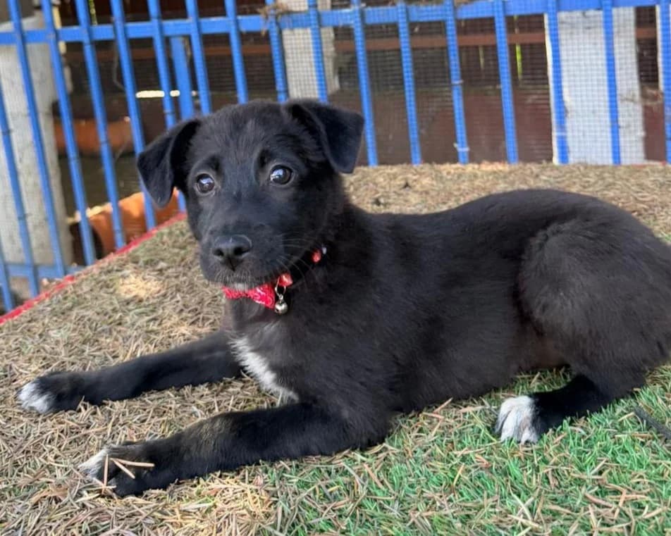 Ursi, female puppy Mixed Breed for adoption at Tierrettung International e.V.