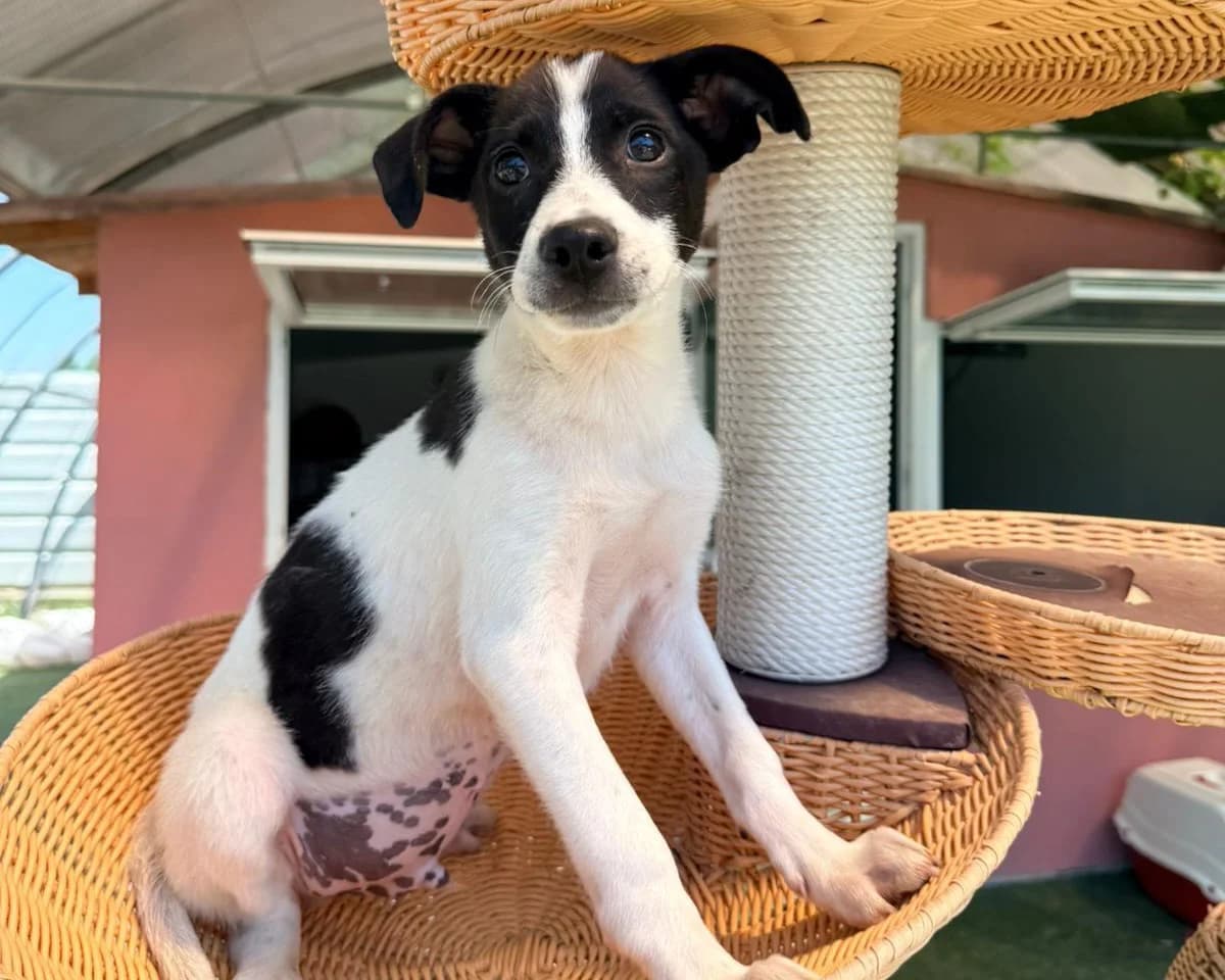 Ulas, male puppy Mixed Breed for adoption at Tierrettung International e.V.