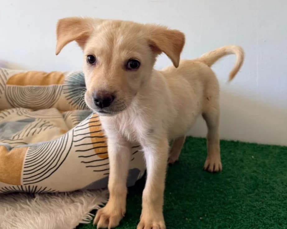 Androne, male puppy Mixed Breed for adoption at Tierrettung International e.V.