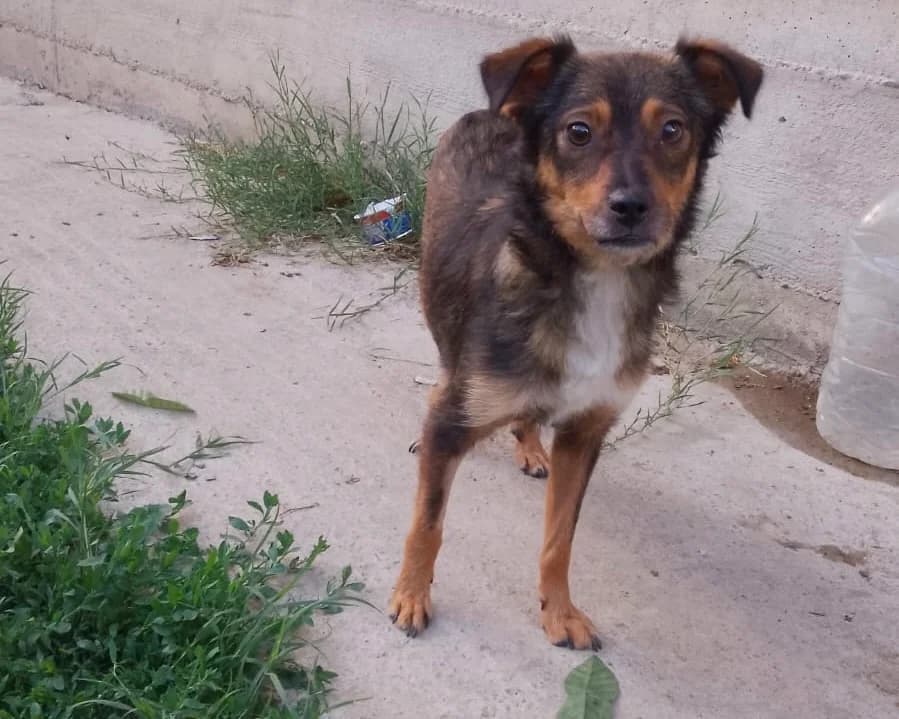 Hope, female young Mixed Breed for adoption at Tierrettung International e.V.