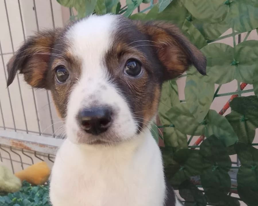 Herta, female puppy Mixed Breed for adoption at Tierrettung International e.V.