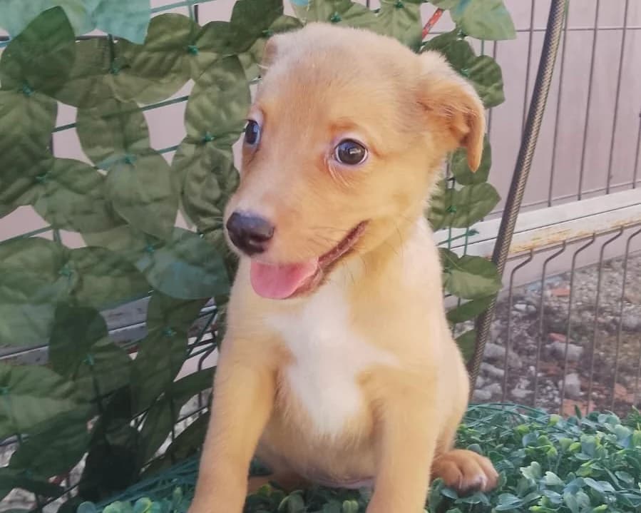 Hajo, male puppy Mixed Breed for adoption at Tierrettung International e.V.