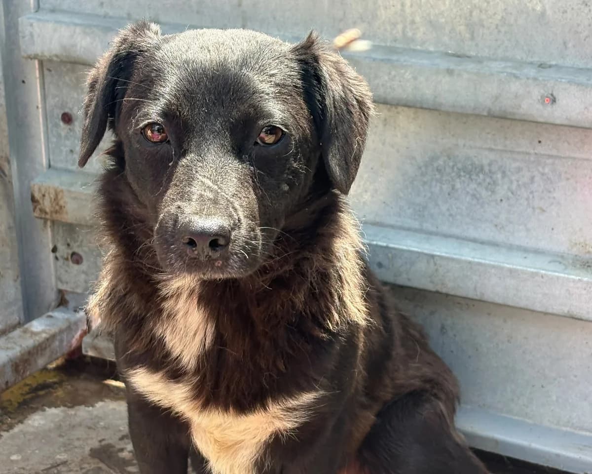 Blacky, female young Mixed Breed for adoption at Tierrettung International e.V.